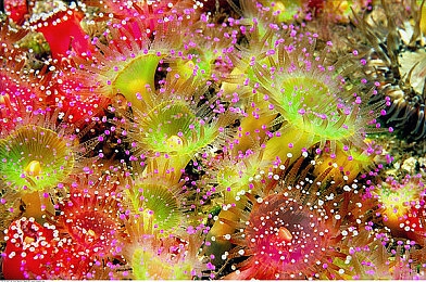 南昌一中挖脑挖眼事件完整视频：揭露校园暴暗影，心灵创伤警钟长鸣-2