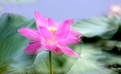 老师用丝袜脚摩擦jJJ：成人娱乐揭秘：丝袜诱惑与禁忌边界的故事引人深思-2