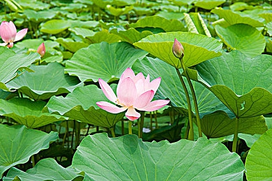 超碰1000：全新互动体验引热议，超碰游戏热潮席卷全球玩家热情高涨-3