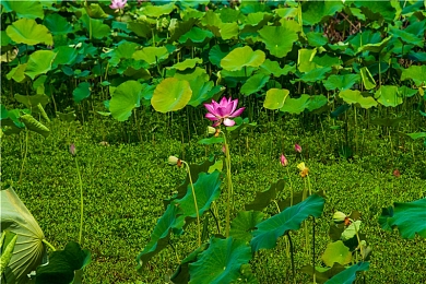 葫芦娃卖千万影片：葫芦娃奇幻之旅再掀热潮，千万影片背后的《葫芦娃大冒险》解析揭秘