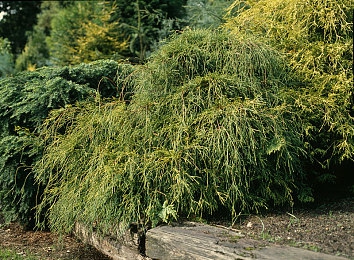 99热只有精：笑翻天，短视频盛宴，快乐分享不停歇