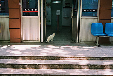 小马漫漫：悠游草原，共享奇幻友谊之旅-1