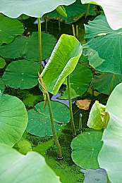 ysl蜜桃色www：“春日色彩盛宴，蜜桃口红抢购潮来袭，美妆界新宠挑战性价比极限”-4