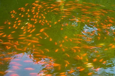毛多多黄色视频：网络风波再起：涉嫌违法视频引发热议，警方全力追查，社会呼吁加强监管-4