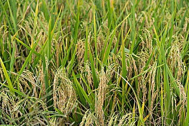 含羞草研究室：揭开植物奥秘，探索绿色奇境-3