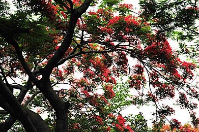 密桃网：网络仙境密桃梦，奇幻之旅等你来-5