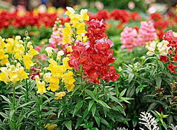 红桃视颏隐入口{dc＂：＂yehanam＂}＂：探寻神秘古墓宝藏：红桃游戏引热议，玩家好评如潮，警惕网络诈骗-3