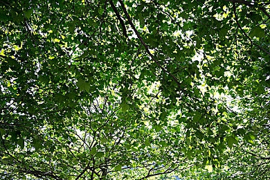 西西人体：艺术与科学交汇：揭秘人体艺术新潮流，探索“西西人体”创新之美-5