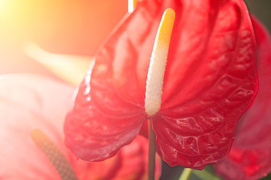 草莓丝瓜芭乐鸭脖奶茶的定价策略：创新定价策略助力，《草莓丝瓜芭乐鸭脖奶茶》游戏吸金又吸睛-2